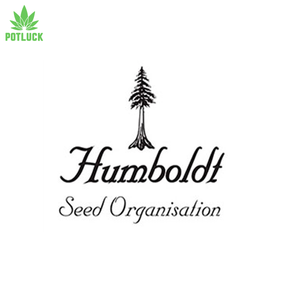 Humboldt | Mango OG